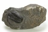 Detailed Proetid (Gerastos) Trilobite Fossil - Morocco #325838-3